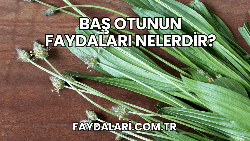 Baş Otunun Faydaları Nelerdir?