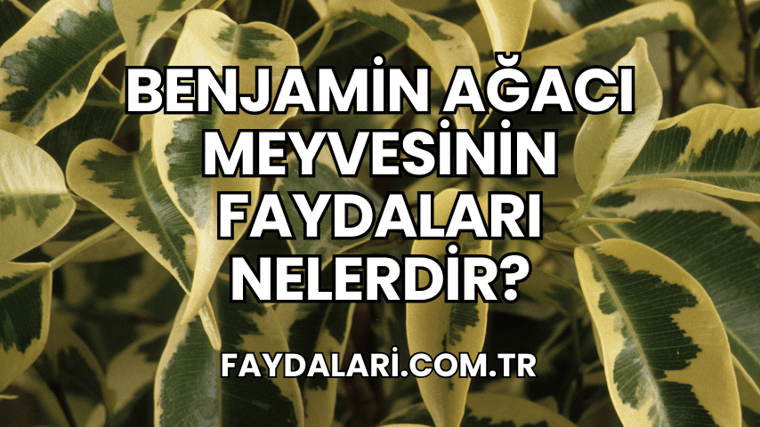 Benjamin Ağacı Meyvesinin Faydaları Nelerdir?