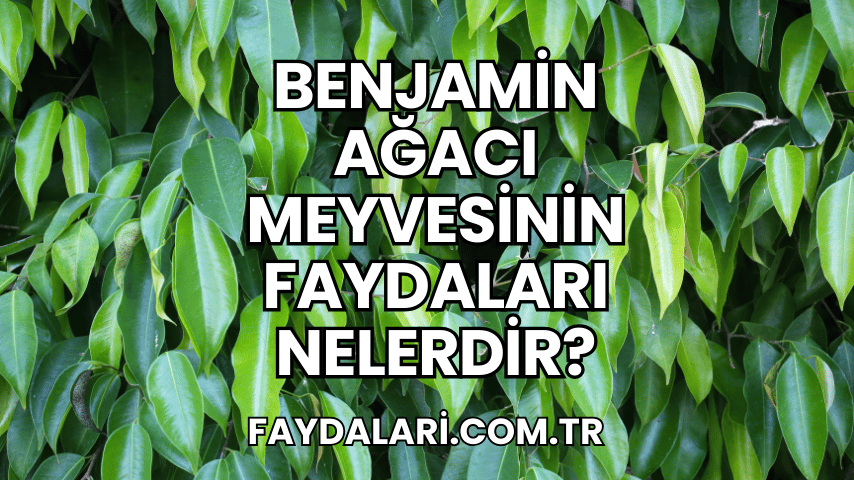 Benjamin Ağacı Meyvesinin Faydaları Nelerdir?