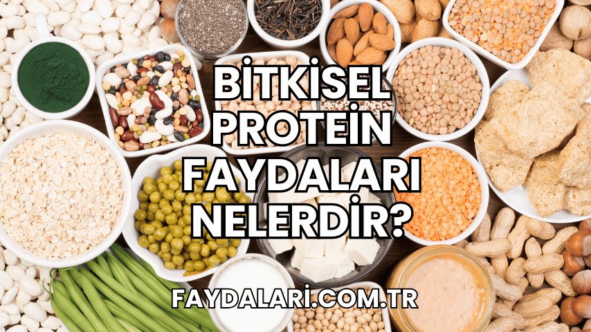 Bitkisel Protein Faydaları Nelerdir?