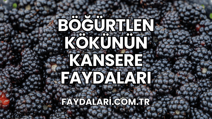 Böğürtlen Kökünün Kansere Faydaları