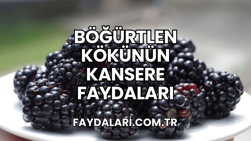 Böğürtlen Kökünün Kansere Faydaları