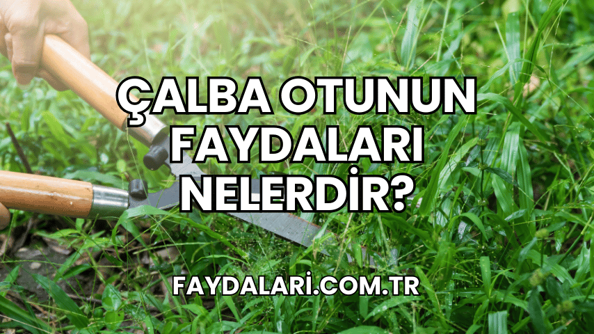 Çalba Otunun Faydaları Nelerdir?