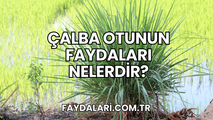 Çalba Otunun Faydaları Nelerdir?