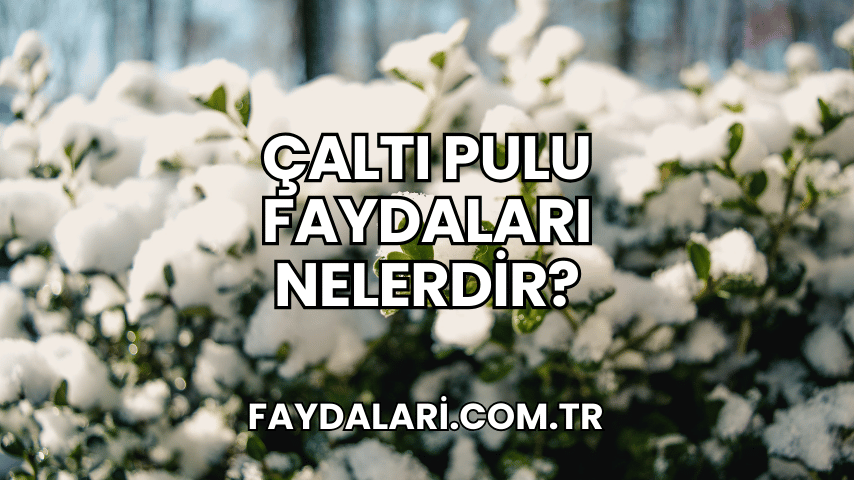 Çaltı Pulu Faydaları Nelerdir?