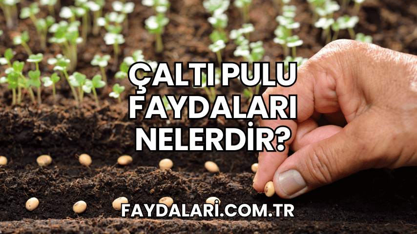 Çaltı Pulu Faydaları Nelerdir?