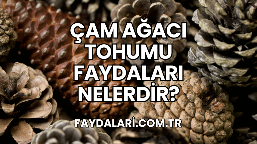 Çam Ağacı Tohumu Faydaları Nelerdir?