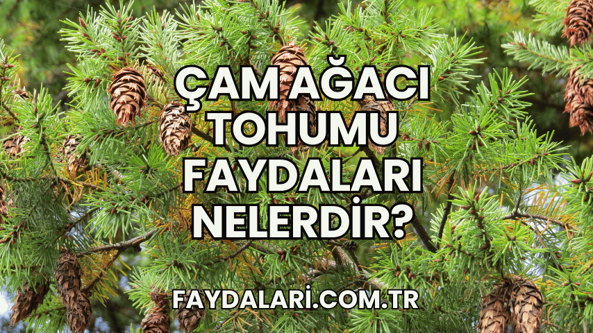 Çam Ağacı Tohumu Faydaları Nelerdir?