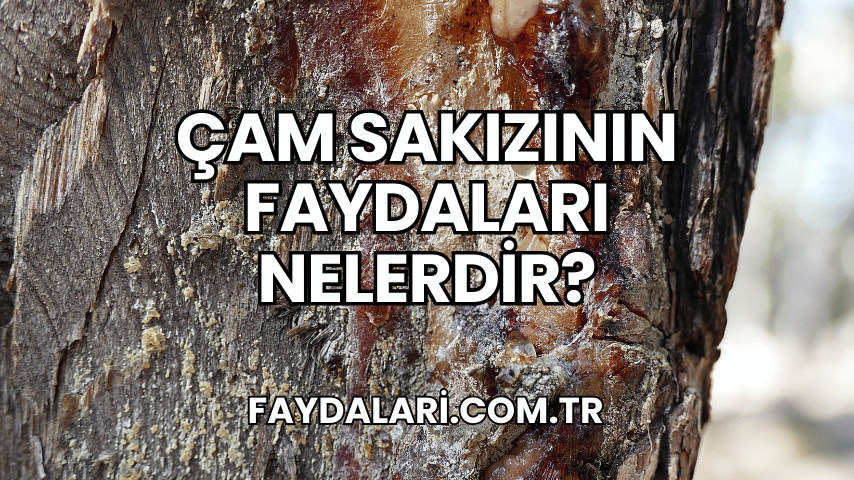 Çam Sakızının Faydaları Nelerdir?