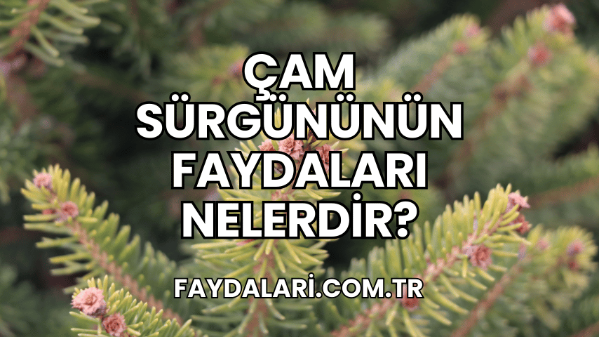 Çam Sürgününün Faydaları Nelerdir?