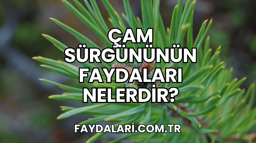 Çam Sürgününün Faydaları Nelerdir?