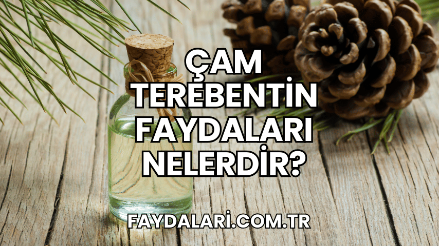 Çam Terebentin Faydaları Nelerdir?