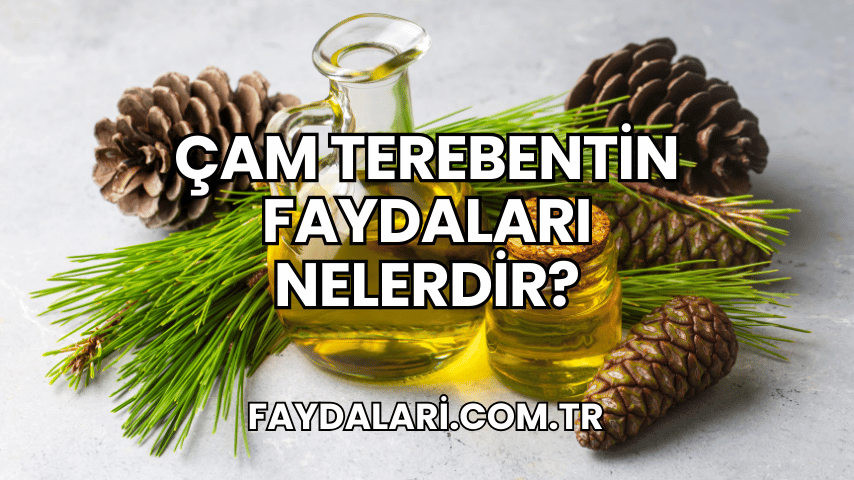 Çam Terebentin Faydaları Nelerdir?