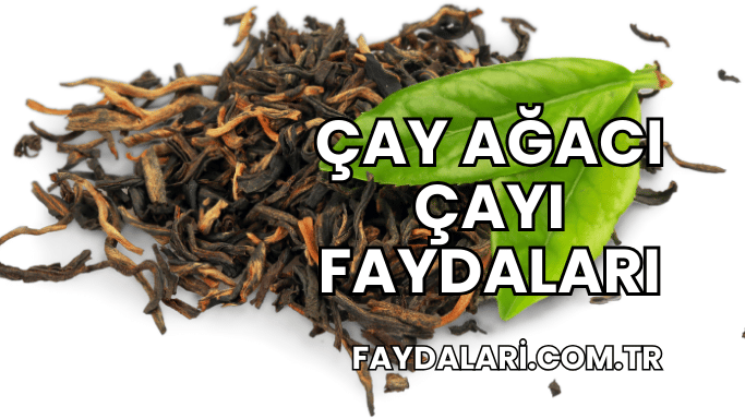 Çay Ağacı Çayı Faydaları