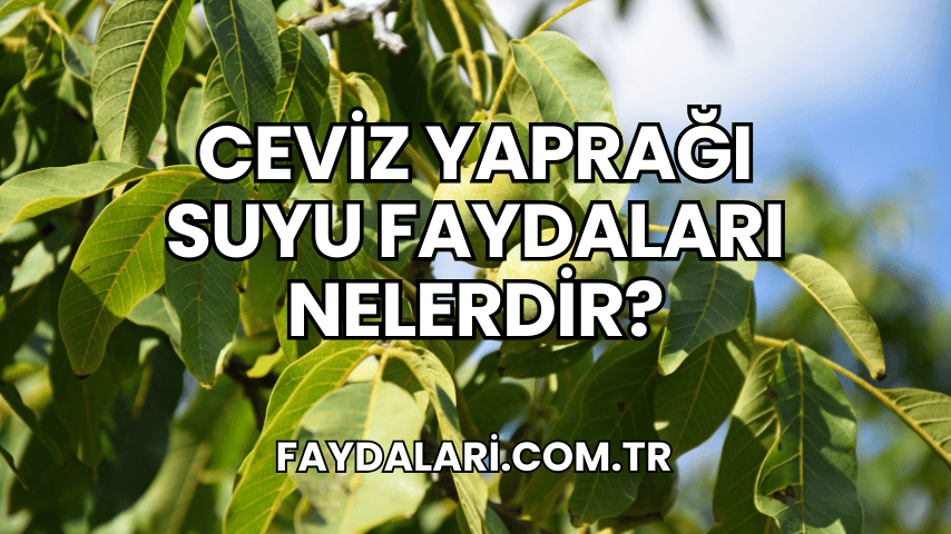 Ceviz Yaprağı Suyu Faydaları Nelerdir?