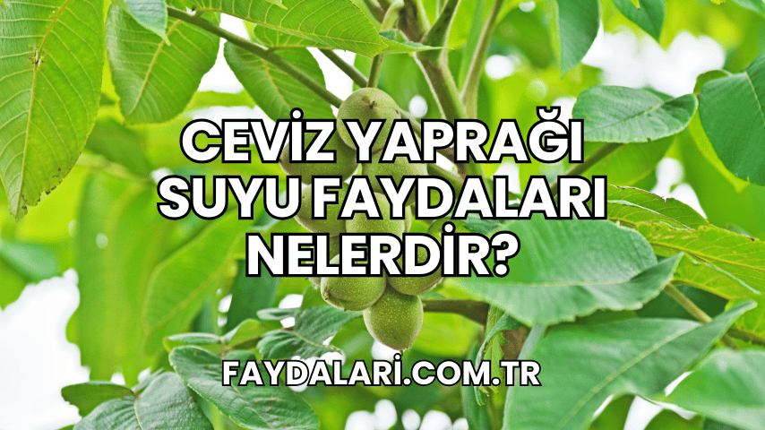 Ceviz Yaprağı Suyu Faydaları Nelerdir?