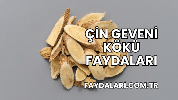 Çin Geveni Kökü Faydaları