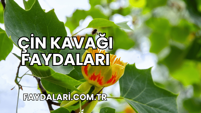 Çin Kavağı Faydaları