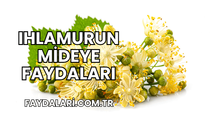 Ihlamurun Mideye Faydaları