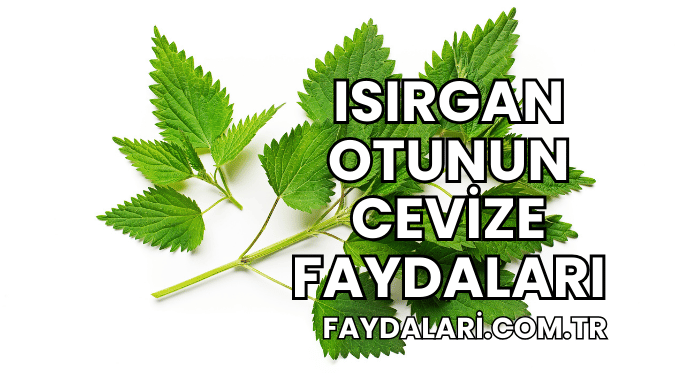 Isırgan Otunun Cevize Faydaları