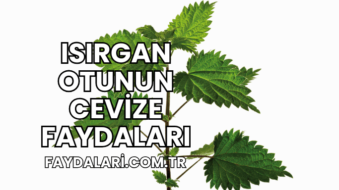 Isırgan Otunun Cevize Faydaları