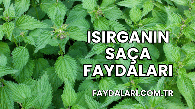 Isırganın Saça Faydaları