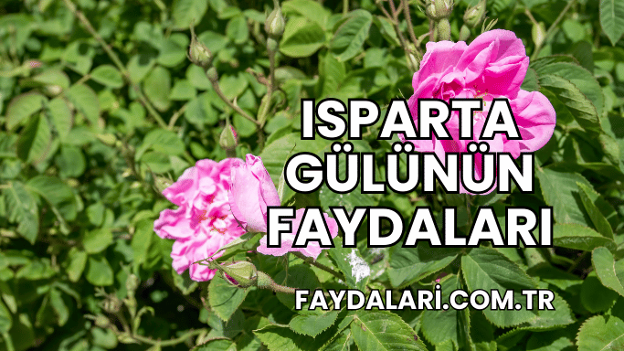 Isparta Gülünün Faydaları