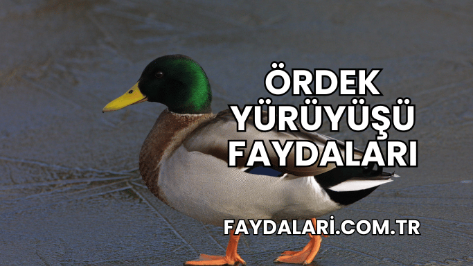 Ördek Yürüyüşü Faydaları