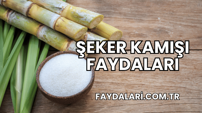 Şeker Kamışı Faydaları