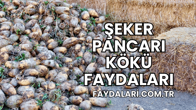 Şeker Pancarı Kökü Faydaları