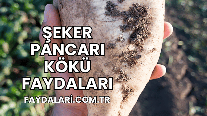 Şeker Pancarı Kökü Faydaları