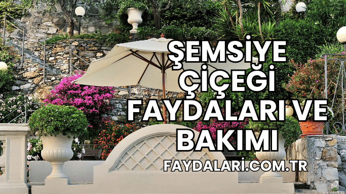 Şemsiye Çiçeği Faydaları ve Bakımı