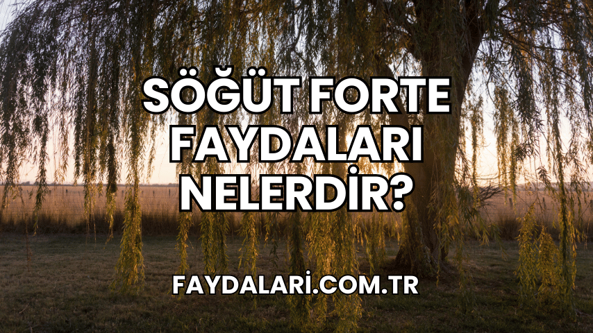 Söğüt Forte Faydaları Nelerdir?