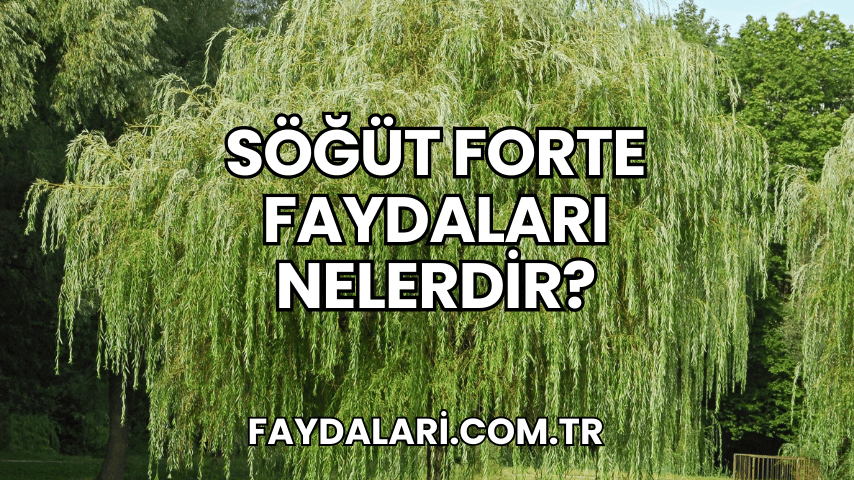 Söğüt Forte Faydaları Nelerdir?