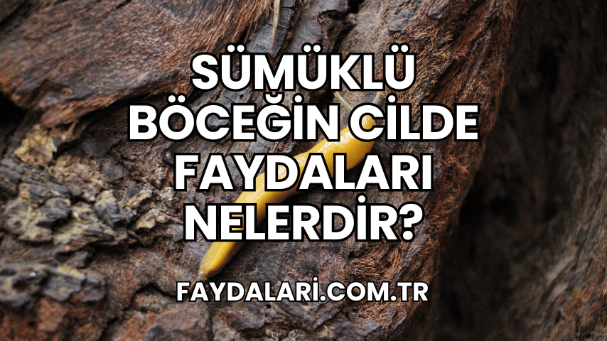 Sümüklü Böceğin Cilde Faydaları Nelerdir?