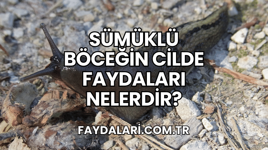 Sümüklü Böceğin Cilde Faydaları Nelerdir?