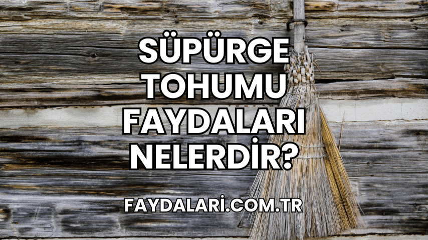 Süpürge Tohumu Faydaları Nelerdir?