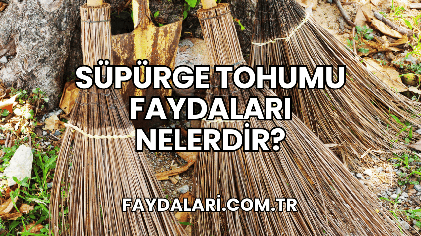 Süpürge Tohumu Faydaları Nelerdir?