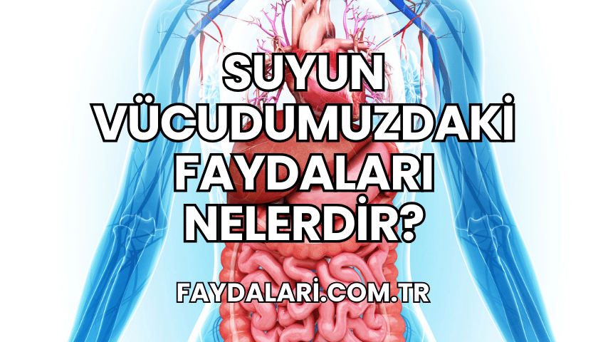 Suyun Vücudumuzdaki Faydaları Nelerdir?