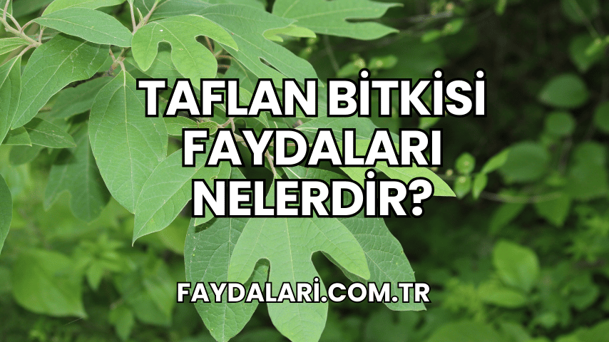 Taflan Bitkisi Faydaları Nelerdir?