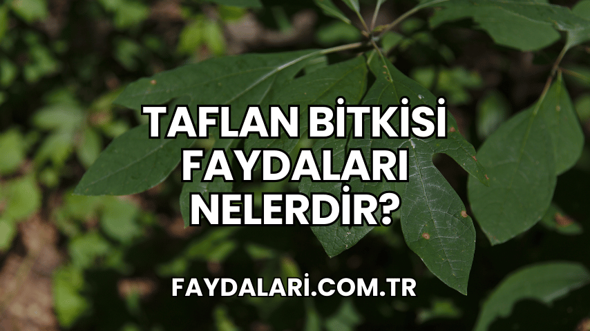 Taflan Bitkisi Faydaları Nelerdir?