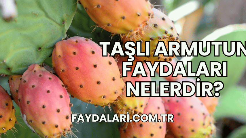 Taşlı Armutun Faydaları Nelerdir?