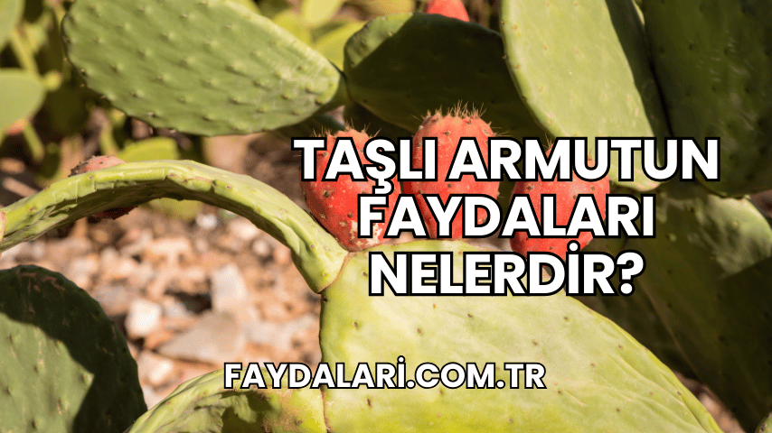 Taşlı Armutun Faydaları Nelerdir?