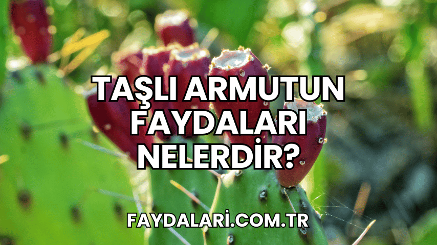 Taşlı Armutun Faydaları Nelerdir?