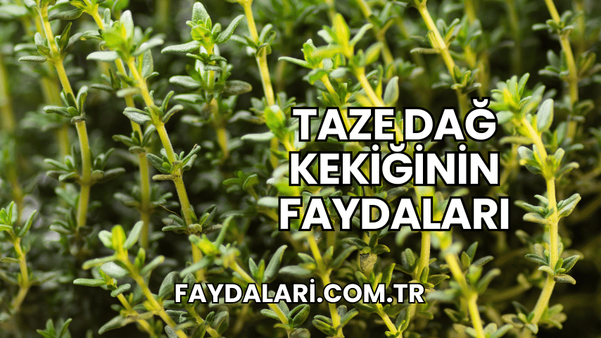 Taze Dağ Kekiğinin Faydaları