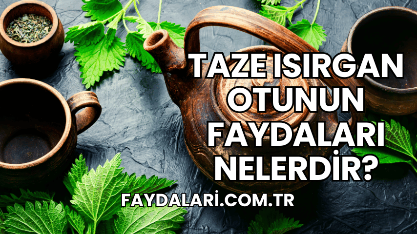 Taze Isırgan Otunun Faydaları Nelerdir?