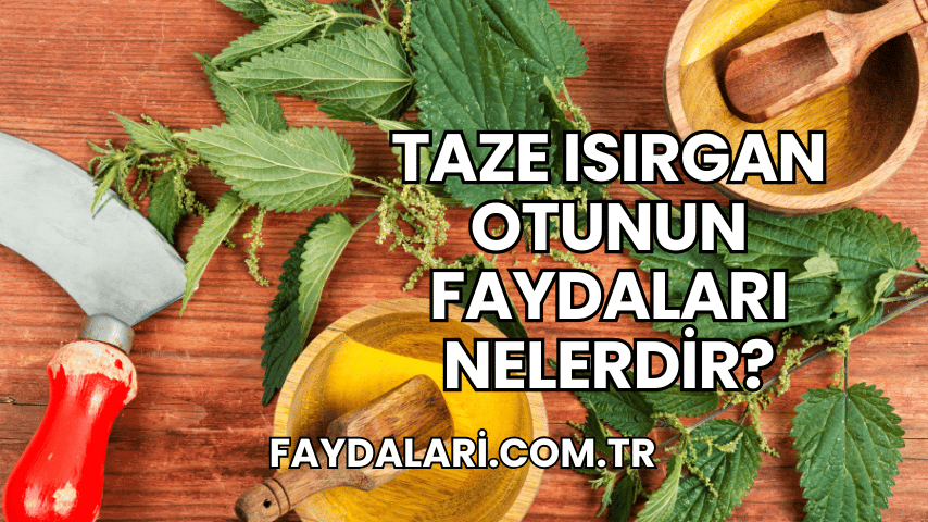 Taze Isırgan Otunun Faydaları Nelerdir?