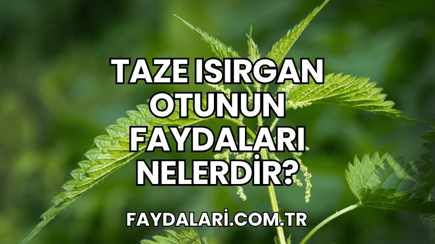 Taze Isırgan Otunun Faydaları Nelerdir?