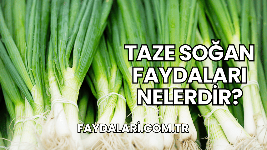 Taze Soğan Faydaları Nelerdir?