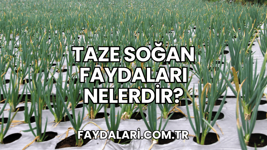 Taze Soğan Faydaları Nelerdir?